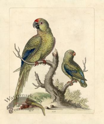 Edwards Parrot 28.jpg